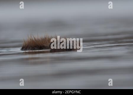 Schwimmende europäischen Biber in der nebligen Morgen, fotografiert im Nationalpark der Biesbosch, Niederlande. Stockfoto