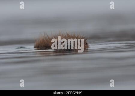 Schwimmende europäischen Biber in der nebligen Morgen, fotografiert im Nationalpark der Biesbosch, Niederlande. Stockfoto