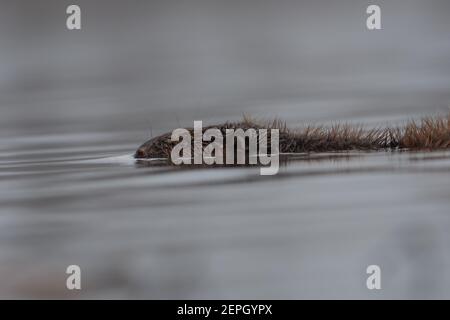 Schwimmende europäischen Biber in der nebligen Morgen, fotografiert im Nationalpark der Biesbosch, Niederlande. Stockfoto