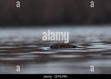 Schwimmende europäischen Biber in der nebligen Morgen, fotografiert im Nationalpark der Biesbosch, Niederlande. Stockfoto