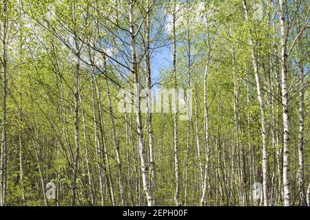 Schöne Aussicht auf den Birkenwald im Frühling. Nahaufnahme. Stockfoto