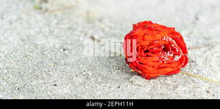Rote Rose am Strand mit dem Sand. Makroaufnahme der roten Rose am Strand mit Sand bedeckt Stockfoto