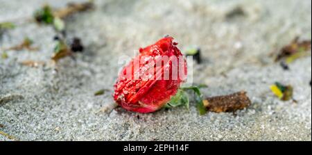 Rote Rose am Strand mit dem Sand. Makroaufnahme der roten Rose am Strand mit Sand bedeckt Stockfoto
