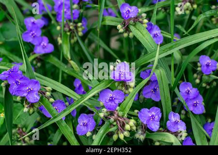 Virginia Spiderweb Busch (Tradescantia virginiana) Nahaufnahme. Tradescantia ohiensis, allgemein bekannt als die Blauweste Blume oder Ohio Spiderwort Stockfoto