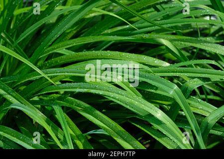 Lily verlässt den Hintergrund. Grüne Blätter mit Wassertröpfchen, die in der Sonne schimmern. Längliche Blätter, Busch im Garten. Grüner Tag Lilienbusch ohne Fluss Stockfoto