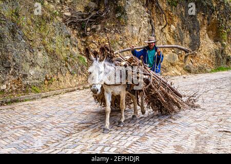 Esel trägt Brennholz, Landwirt, traditionelle hat,500 Jahre alte Stadt. Koloniales Dorf, gepflasterte Straße., Tunja, Boyaca, Kolumbien, kolumbianische Anden, Südamerika Stockfoto