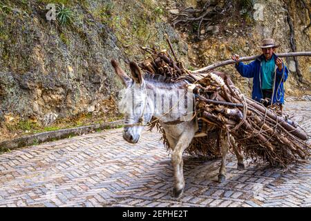 Esel trägt Brennholz, Landwirt, traditionelle hat,500 Jahre alte Stadt. Koloniales Dorf, gepflasterte Straße., Tunja, Boyaca, Kolumbien, kolumbianische Anden, Südamerika Stockfoto