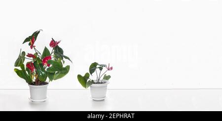 Innen Anthurium Blumen auf einer weißen Wand Hintergrund Stockfoto
