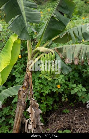 Ein Bündel grüner Bananen hängt von einem Bananenbaum Stockfoto