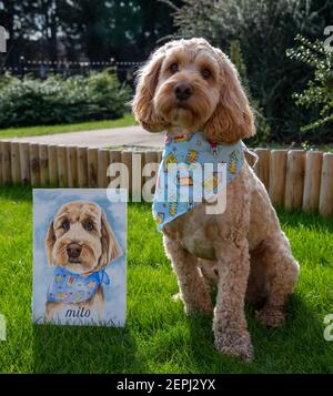 Ein Cockapoo-Hund saß neben einem Aquarell-Porträt Stockfoto