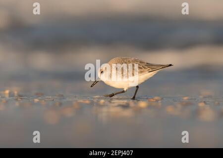 Sanderling (Calidris alba) auf der Suche nach Nahrung am Strand von Hoek von Holland, fotografiert während der goldenen Stunde, mit Sonnenaufgang. Stockfoto