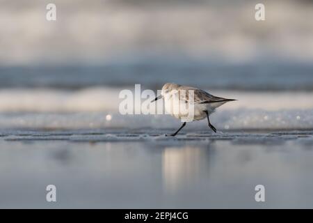 Sanderling (Calidris alba) auf der Suche nach Essen am Strand von Hoek von Holland. Stockfoto