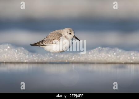 Sanderling (Calidris alba) auf der Suche nach Essen am Strand von Hoek von Holland. Stockfoto