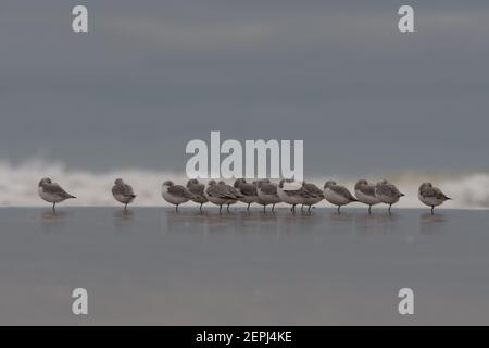 Gruppe von Sanderlings (Calidris alba) an einem bewölkten Tag, Ruhe am Strand. Stockfoto