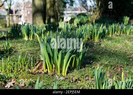 Erste Narzissenknospen in einem lokalen Gemeindepark Stockfoto