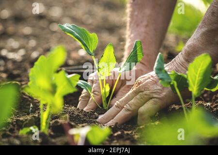 Bauer Hände Pflanzen Kohlrabi Sämling in Bio-Garten. Gartenarbeit in der Frühjahrssaison. Grüne Kohlrabi-Pflanze im Boden. Nahaufnahme mit selektivem Fokus Stockfoto