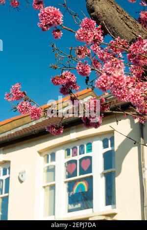 London, Großbritannien. Februar 2021, 27th. Kirschblüte an einem sonnigen Frühlingstag in einer Vorstadtstraße in Ealing, London. Fotodatum: Foto: Roger Garfield/Alamy Live News Stockfoto