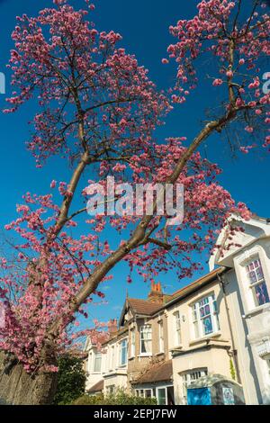London, Großbritannien. Februar 2021, 27th. Kirschblüte an einem sonnigen Frühlingstag in einer Vorstadtstraße in Ealing, London. Fotodatum: Foto: Roger Garfield/Alamy Live News Stockfoto