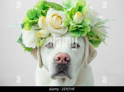 Ein labrador Retriever, der glamourös aussieht, mit einer Blumenkrone auf dem Kopf. Stockfoto