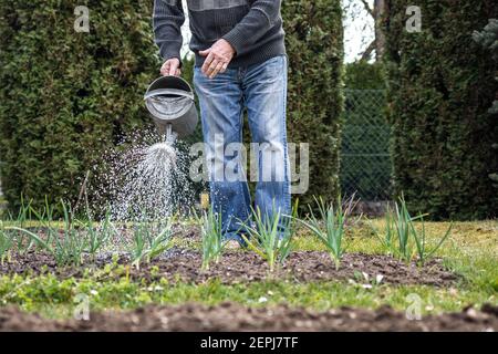 Unkenntlich Person Bewässerung Garten mit Gießkanne. Wachsende Knoblauchpflanzen im Frühjahr. Senior Mann Garten in seinem Hinterhof Stockfoto