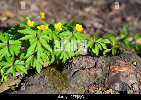 Gelbe Blüten im Frühlingswald bei einem Baumstamm. Anemone. Stockfoto