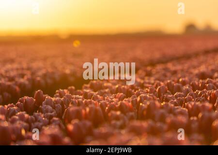 Blühendes Tulpenfeld in Nord-Holland, Niederlande Stockfoto
