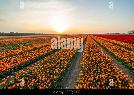 Bunte Tulpen während des Sonnenuntergangs, Tulpenfileds in den Niederlanden Noordoostpolder, schöne Sonnenuntergangsfarben mit Frühlingsblumen Stockfoto