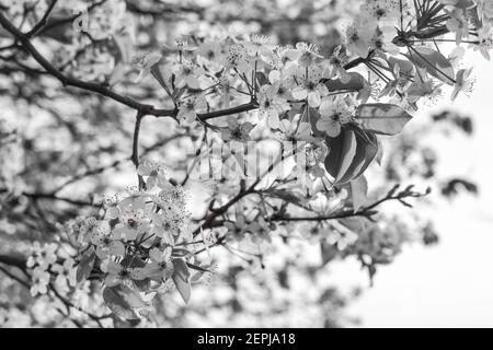 Black and White Dogwood Tree neben einem See in East Texas. Stockfoto