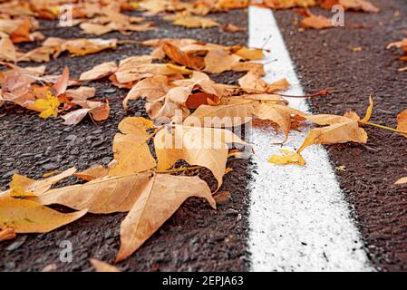 Gelbe Blätter auf einer asphaltierten Straße. Stockfoto