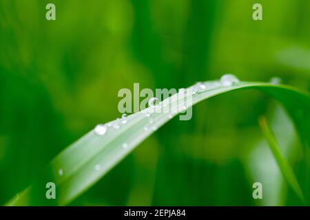 Tau fällt auf grünes Gras. Regenzeit Konzept. Abdstract Natur Hintergrund Stockfoto