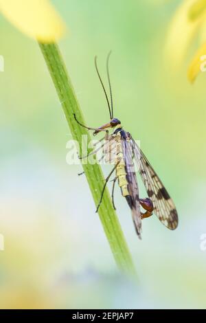 Gemeine Skorpionfliege - Panorpa communis - männlich in seiner natürlichen Lebensraum Stockfoto