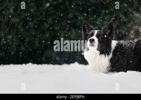 Aufmerksamer Border Collie im Snowy Garden. Sweet Black and White Dog liegt bei Schneefall. Stockfoto