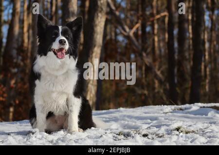 Smiling Border Collie im sonnigen Winterwald. Happy Black and White Dog setzt sich in den Wald. Stockfoto