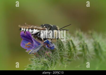 In der Nähe einer Kuckuckbiene, Coelioxys argenteus, auf Viper's Bugloss Stockfoto