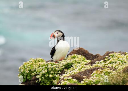 Atlantischer Papageientaucher an ihrem Brutplatz Latrabjarg, Island Stockfoto