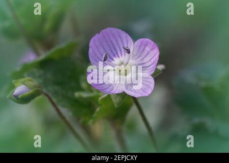 Nahaufnahme der fragilen blauen Blume des Ivy-leaved Speedwell , Veronica hederifolia Stockfoto