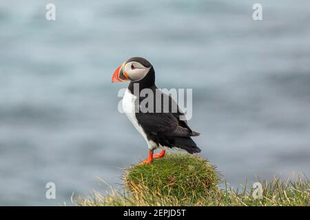 Atlantischer Papageientaucher an ihrem Brutplatz Latrabjarg, Island Stockfoto