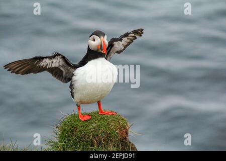 Atlantischer Papageientaucher an ihrem Brutplatz Latrabjarg, Island Stockfoto