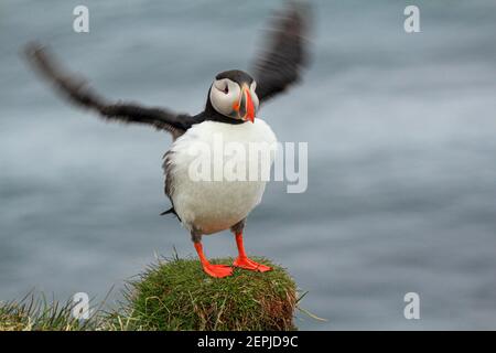 Atlantischer Papageientaucher an ihrem Brutplatz Latrabjarg, Island Stockfoto