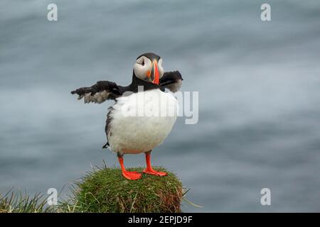 Atlantischer Papageientaucher an ihrem Brutplatz Latrabjarg, Island Stockfoto