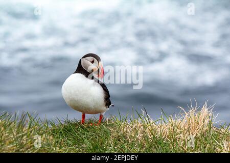 Atlantischer Papageientaucher an ihrem Brutplatz Latrabjarg, Island Stockfoto