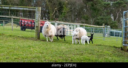 East Lothian, Schottland, Großbritannien, 27th. Februar 2021. Shetland Lämmer zum ersten Mal auf dem Feld,: Bauer Richard Briggs von Briggs Shetland Lamb lässt die Singleton Lämmer und ihre Mütter zum ersten Mal auf dem Feld. Die Lämmer wurden zwischen 7 und 10 Tagen in der Scheune geboren und es ist ihre erste Erfahrung, draußen in der Frühlingssonne zu sein. Die Lämmer bekommen ihren ersten Vorgeschmack auf den offenen Raum eines großen Feldes Stockfoto