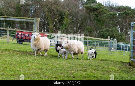 East Lothian, Schottland, Großbritannien, 27th. Februar 2021. Shetland Lämmer zum ersten Mal auf dem Feld,: Bauer Richard Briggs von Briggs Shetland Lamb lässt die Singleton Lämmer und ihre Mütter zum ersten Mal auf dem Feld. Die Lämmer wurden zwischen 7 und 10 Tagen in der Scheune geboren und es ist ihre erste Erfahrung, draußen in der Frühlingssonne zu sein. Die Lämmer bekommen ihren ersten Vorgeschmack auf den offenen Raum eines großen Feldes Stockfoto