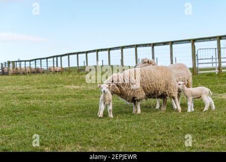 East Lothian, Schottland, Großbritannien, 27th. Februar 2021. Shetland Lämmer zum ersten Mal auf dem Feld,: Bauer Richard Briggs von Briggs Shetland Lamb lässt die Singleton Lämmer und ihre Mütter zum ersten Mal auf dem Feld. Die Lämmer wurden zwischen 7 und 10 Tagen in der Scheune geboren und es ist ihre erste Erfahrung, draußen in der Frühlingssonne zu sein. Die Lämmer bekommen ihren ersten Vorgeschmack auf den offenen Raum eines großen Feldes Stockfoto