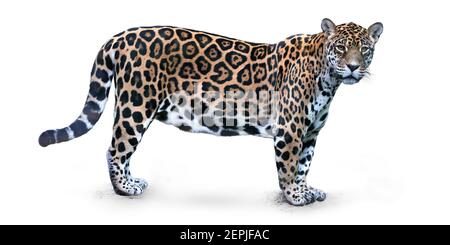 Isoliert auf weißem Hintergrund, Seitenansicht von Jaguar, Panthera onca, der größten Katze Südamerikas, mit direktem Blick auf die Kamera. Stockfoto