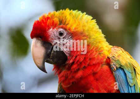 Porträt des Ara-Papagei, des scharlachroten Ara und des großen grünen Ara-Hybriden, Porträt des roten und grünen, farbenfrohen amazonas-Papageien. Wildes Tier... Stockfoto