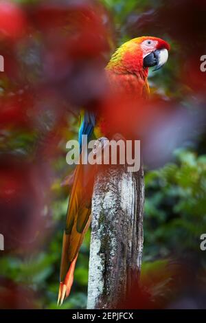 Künstlerisches, sehr farbenprächtiges, vertikales Foto von Scharlach-Ara-Papagei, Ara-ara-papagei, rot, gelb und blau amazonas-Papagei, auf einer Stange thront, durch verschwommen Stockfoto