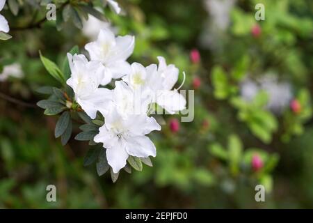 Strauch von weißen Azaleen Blumen mit rosa Flecken auf einem dunklen Hintergrund. Stockfoto