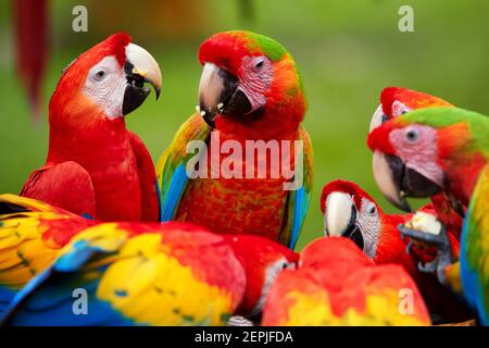 Gruppe von wilden Ara Papageien, Ara macao und Hybriden von Scharlach-Ara und großer grüner Ara, Portraitfoto von bunten amazonas-Papageien in einer Gruppe, füttern Stockfoto