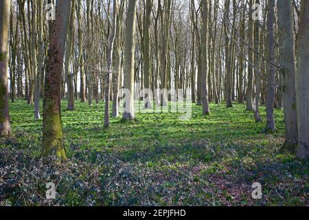 Badbury verklumpt bluebells vor der Blüte, Oxfordshire, England Stockfoto